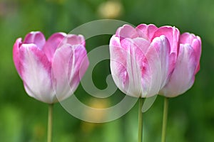 Tulip Innuendo - white and pink variety of tulips photo