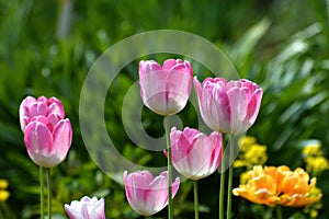 Tulip Innuendo - white and pink variety of tulips photo