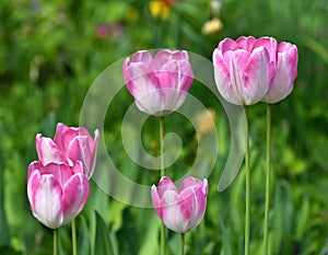 Tulip Innuendo - white and pink variety of tulips photo