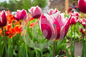 Tulip with insect