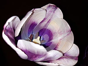 Tulip isolated on black. Purple. White edges.
