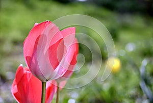 Tulip isolated, spring-blooming perennial herbaceous bulbiferous geophytes