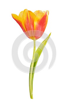 Tulip isolated on white background