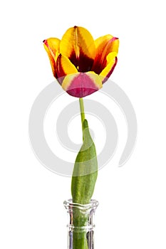 Tulip