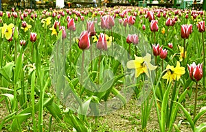 Tulip-jonquil field