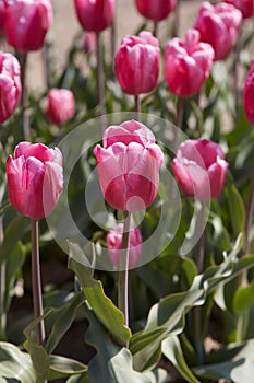 Tulip Jumbo Pink flowers in spring sunlight