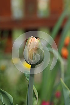 Tulip La Belle Epoque photo