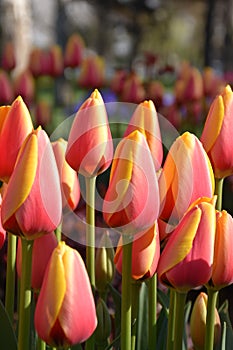 Tulip Lale