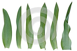 Tulip Leaf Set