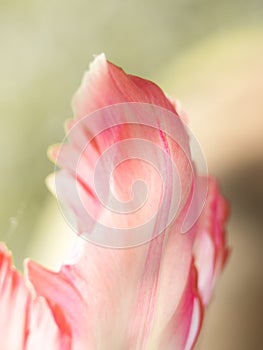 Tulip leaf (Tulipa) (77), close-up