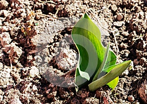 Tulip leaves that have grown from the ground in the garden and are preparing to bloom