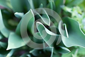 Tulip leaves, soft focus, unusual top view. Nature green foliage background.