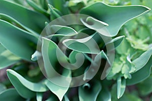 Tulip leaves, soft focus, unusual top view. Nature green foliage background.