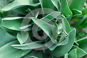 Tulip leaves, soft focus, unusual top view. Nature green foliage background.