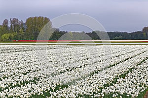 Tulip and lent lily field