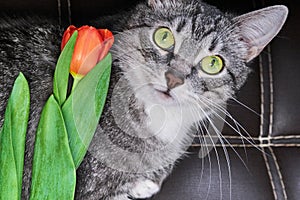 Tulip lies on the cat. Red flower on top of pet. The cat looks in amazement. Spring Tulip red on a pet