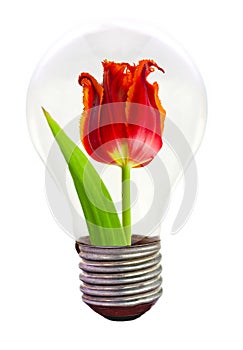 Tulip in the light bulb