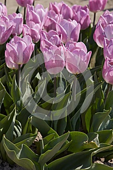 Tulip Light Pink Prince flowers in spring