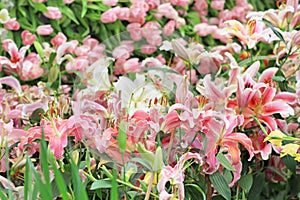 Tulip and lily flowers