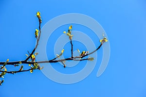 Tulip liriodendron is a beautiful ornamental tree. Tulip liriodendron in early spring. Close-up