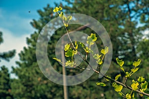 Tulip liriodendron is a beautiful ornamental tree. Tulip liriodendron in spring. Close-up