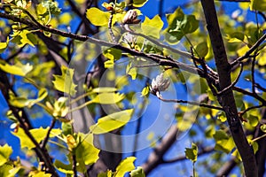 Tulip liriodendron is a beautiful ornamental tree. Tulip liriodendron in spring. Close-up