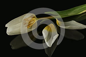 Tulip Look insight white yellow black backgrund