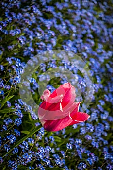 Tulip among lue forget-me-nots