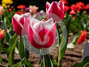 Tulip \'Lustige witwe\' with strap-shaped leaves blooming with red flowers edged white in sunlight in garden in spring