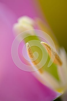 Tulip Macro