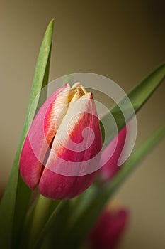 Tulip macro