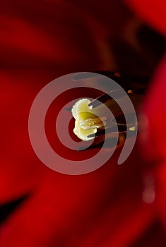 Tulip macro