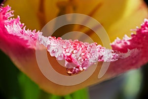 Tulip macro. Beautiful pink with yellow flower with drops of dew, water.