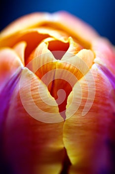 Tulip- macro shot