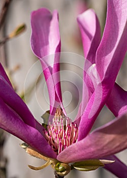 Tulip magnolia, Magnolia liliiflora photo