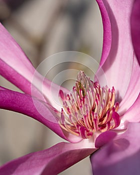 Tulip magnolia, Magnolia liliiflora photo