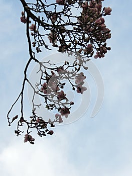 Tulip-Magnolia, Magnolia x soulangeana Lennei, during flowering