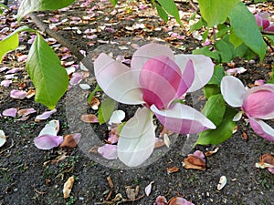 Tulip-Magnolia, Magnolia x soulangeana Lennei