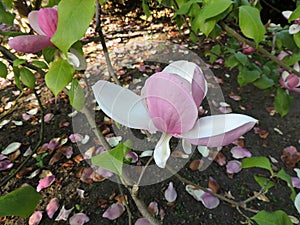 Tulip-Magnolia, Magnolia x soulangeana Lennei