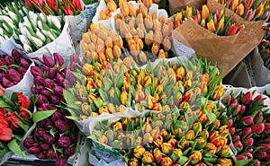 Tulip in market photo