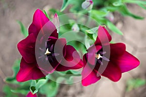 Tulip Merlot - Blooming purple tulips in a rural garden on blurred background