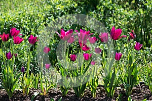 Tulip Merlot - Blooming purple tulips in a rural garden on blurred background