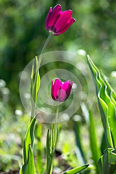 Tulip Merlot - Blooming purple tulips in a rural garden on blurred background