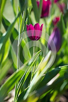 Tulip Merlot - Blooming purple tulips in a rural garden on blurred background