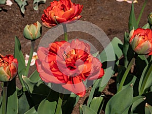 Tulip \'Miranda\' blooming with red flowers with double rows of flamed vibrant red petals and a delicate lemon