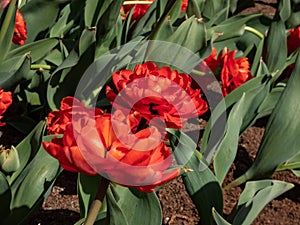 Tulip \'Miranda\' blooming with vibrantly-colored red flowers with double rows of flamed vibrant red petals