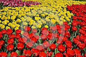 Tulip mix