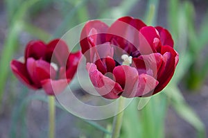 Tulip on monochrome background