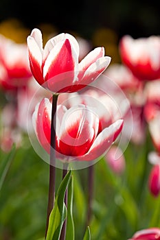 Tulip (Monsella) with nice background color