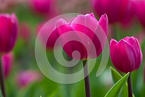 Tulip (Monsella) with nice background color